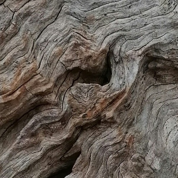 Olivenholz Eigenschaften hartes Holz